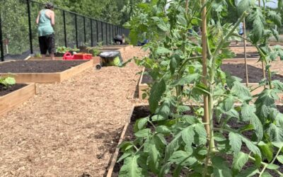 Le jardin communautaire à Lac-Mégantic est ouvert